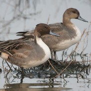 Habitat and food shortages will pose problems for birds migrating through California, and officials are worried about disease in crowded populations.