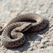 Every outdoorsman and woman who spends enough time in the backcountry will encounter a snake at some point or another. It's important to understand them and avoid them, and know how to care for a venomous bite if need be.
