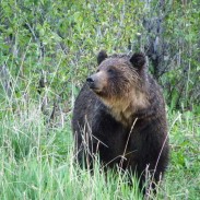 Alberta recorded its second bear-related fatality this year after a hunter was killed in Kananaskis Country.