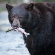 Bears may be photogenic, but officials are warning people to keep their distance when taking photos.