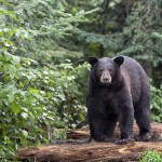 Bear joins hunters in tree