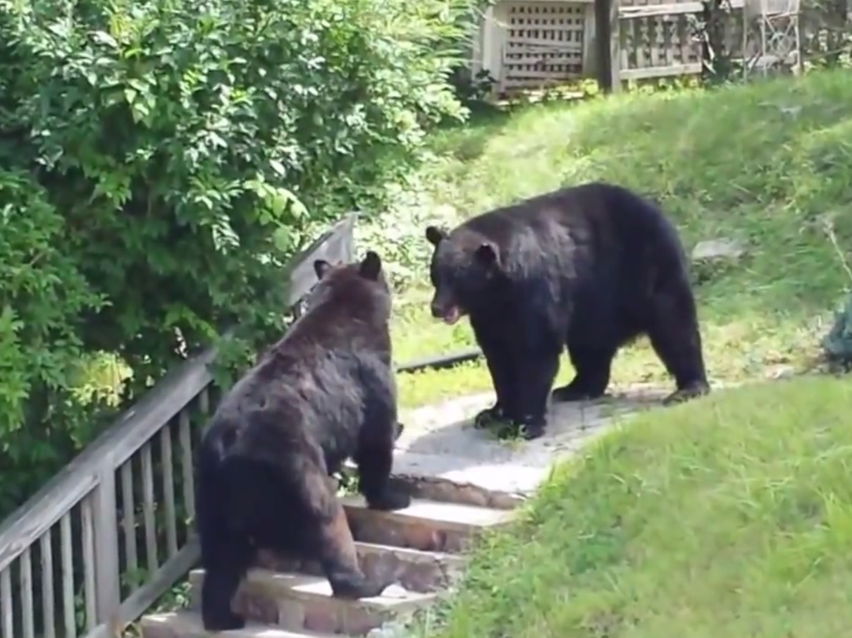 video-huge-black-bears-fight-in-new-jersey-outdoorhub