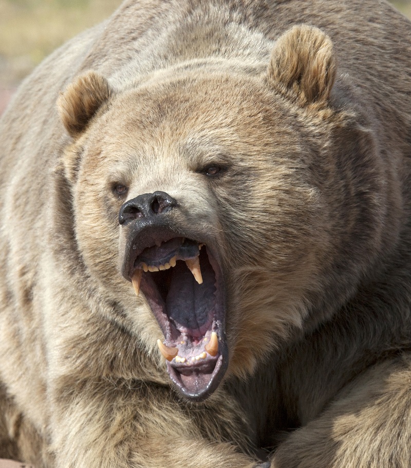 Alaska Deer Hunters Fend Off Attack by 5 Brown Bears OutdoorHub