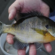 Hand-sized bluegills will take almost any bait presented near bottom in fall.