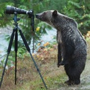 bear photographer