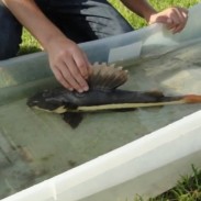 This redtail catfish was caught by two young anglers down in Florida, not its native environment of the Amazon.