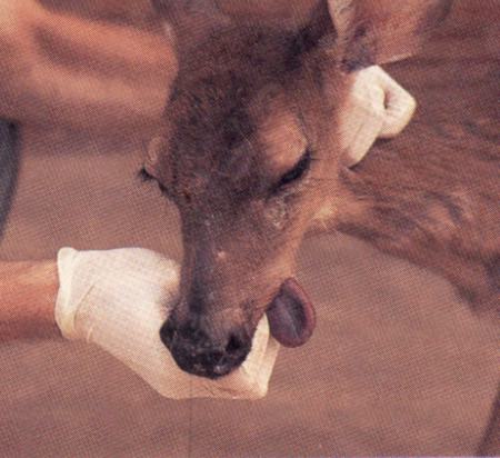 Deer with Bluetongue virus. Image courtesy Mississippi Wildlife, Fisheries, and Parks. 