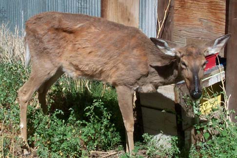 A skinny deer with CWD. Image courtesy Delaware Division of Fish and Wildlife.