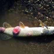 fish disease