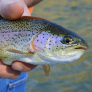 They may not look at that much different than your average rainbow trout, but Game and Fish says that some fish at the Tonto Creek Hatchery have been implanted with high-tech wiring so they can be tracked.