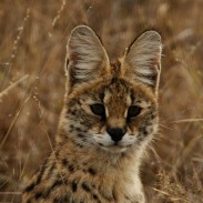 A wild serval cat was discovered on Vancouver Island earlier this week after it was killed while crossing the road.