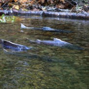 Rain is good news to most fish in California, but rising water levels are confusing Chinook salmon.