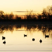 decoys