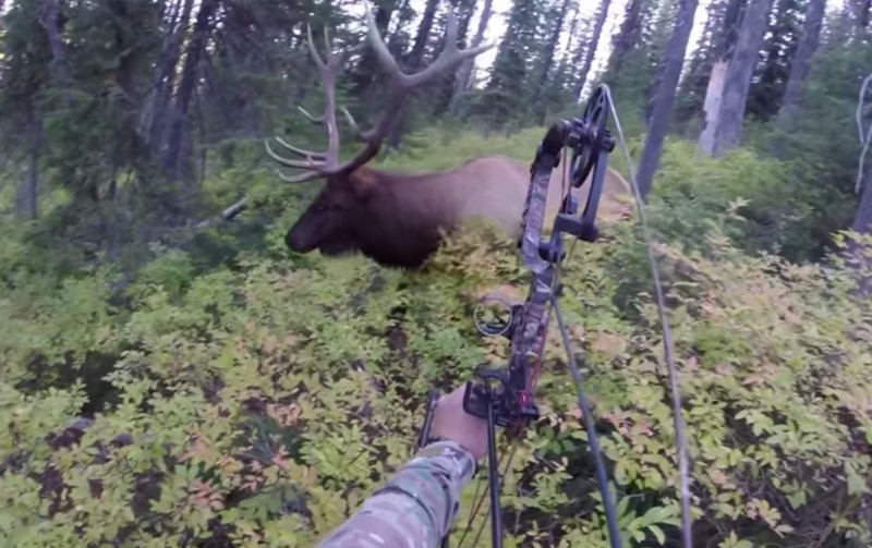 outdoorhub-video-the-1-yard-elk-shot-2014-12-01_21-56-23-800x503.jpg