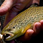 New Jersey biologists are planning to bred new strains of brown and brook trout that are resistant to bacteria.