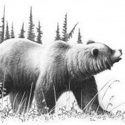 Brown Bear