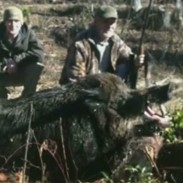 At 707 pounds, this wild boar could be one of the largest ever harvested in North Carolina.