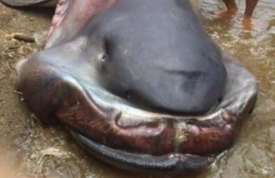 The modern day megamouth, as seen here, is believed to be the last and smallest survivor of several variants of megamouth sharks.