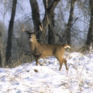 The time to prepare your hunting property for next season’s success is in the winter. Here are six simple land improvements steps that will increase your odds of success in the seasons to come.