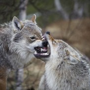 A wolf and coyote hunt in Montana is back on after a number of new sponsors decided to back the derby.
