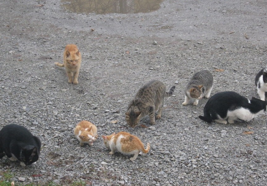 Feral cats can have a large impact on the local environment. A new study has found that outdoor felines may be spreading a dangerous parasite to deer.