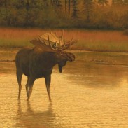 Canada moose top