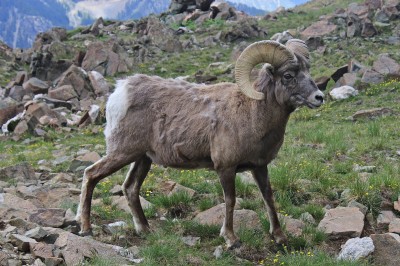 An anonymous hunter paid $100,000 for the chance to harvest a bighorn in Idaho. The funds will go toward improving sheep habitat.