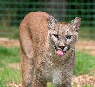 Ucluelet resident Ted Benson found himself acting like a bear to protect his cat from becoming cougar food.