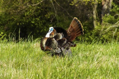 Federal Premium Listened to Turkey Hunters and the Result is 3rd Degree Federal Premium Listened to Turkey Hunters and the Result is 3rd Degree