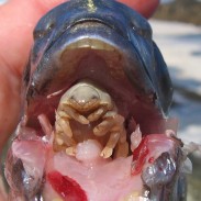 Tongue-Eating-Louse