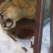 This mountain lion was captured while trying to claim squatter's rights in a Utah cabin.