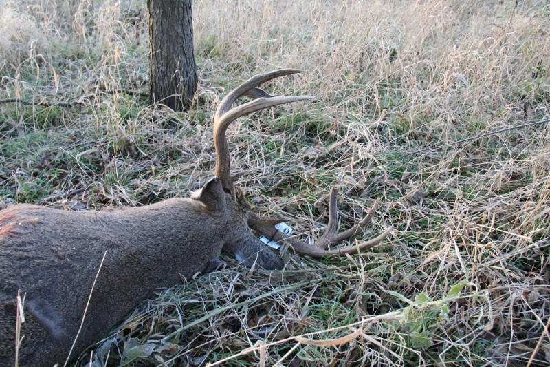 Attaching the tag to the buck you shot a long ways from home is the final step in the long process of navigating the tag application process. Image courtesy Bernie Barringer.