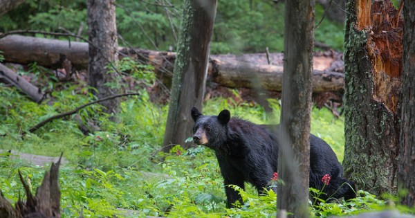 Bear hunt utah