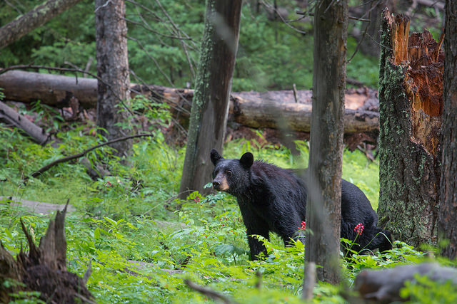 Black bear hunt utah