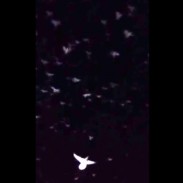 birdstorm