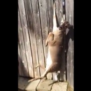 deerfence