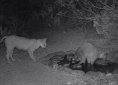 Video Raccoon and Bobcat Face Off over Watering Hole Video Raccoon and Bobcat Face Off over Watering Hole