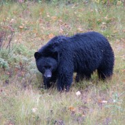 A massive 740-pound black bear captured and killed in Florida this month is the largest ever documented in the state. The bear in question is not pictured.