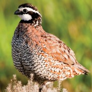 There are many misconceptions regarding upland birds, including the factors causing their decline.