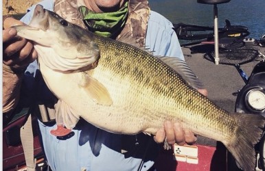 spotted bass