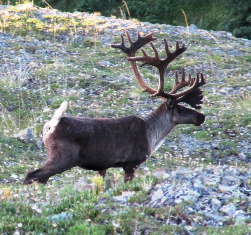 7 Bucket List Hunts You Can Start Planning Right Now OutdoorHub