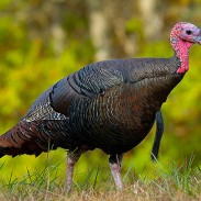 Alabama has one of the highest consistent turkey harvests in the nation, yet the population has dropped more than 20 percent since 2010.