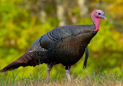 Alabama has one of the highest consistent turkey harvests in the nation, yet the population has dropped more than 20 percent since 2010.