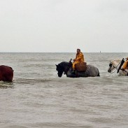 Image from Gertjan R. on the Wikimedia Commons.