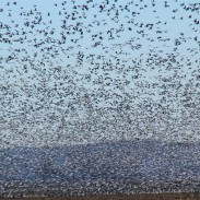 Snow geese have become so overpopulated that they are destroying their own habitat. Unlimited shooting of geese in the spring is encouraged in order to bring the population under control. Photo courtesy of Ducks Unlimited.