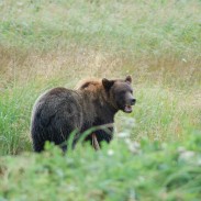 A family of hikers learns the hard way that not all bears respond to warning shots.