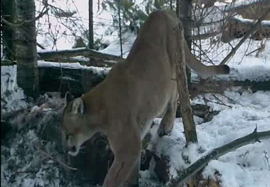 This mountain lion was found in Michigan's Upper Peninsula late last year.