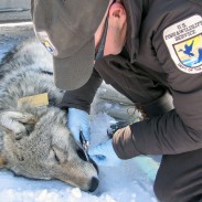 Refuge biologist Eric Cole taking samples from a Pinnacle Peak Pack wolf captured in 2013.