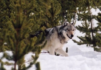 A growing wolf population could mean an end to protections for the species in Oregon.