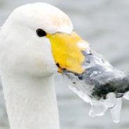 swan
